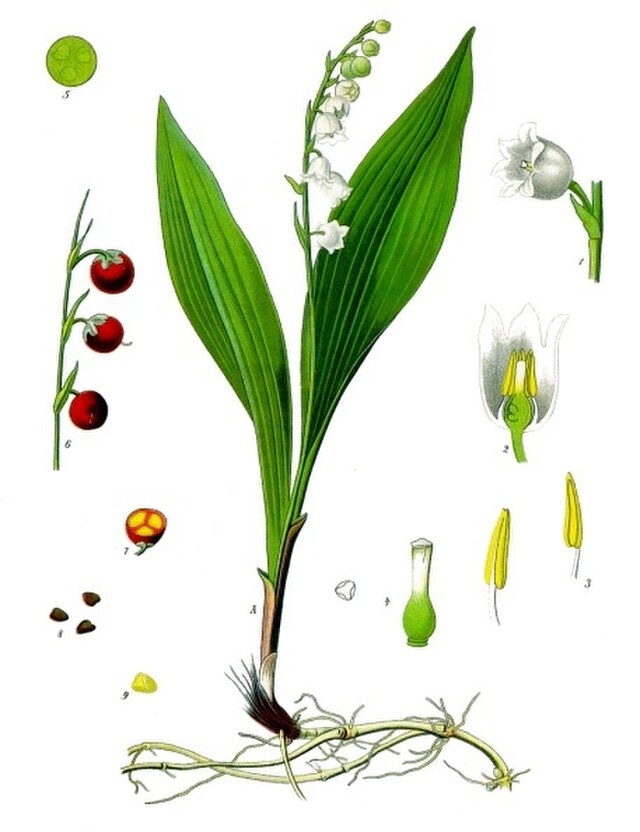 Convallaria majalis fra Köhlers Medizinal-Pflanzen. Wikimedia Commens.