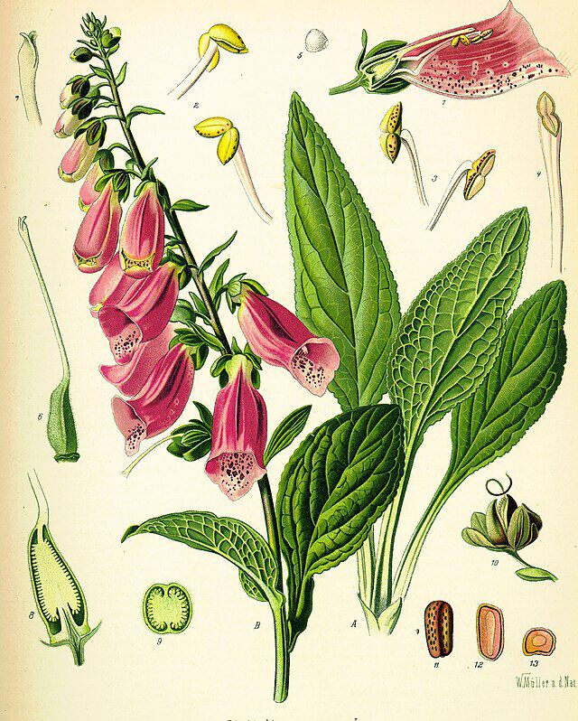 Digitalis purpurea (revebjelle) fra Köhlers Medizinal-Pflanzen illustrasjon Walther Otto Müller (1883-1887) W.ikimedia Commons.