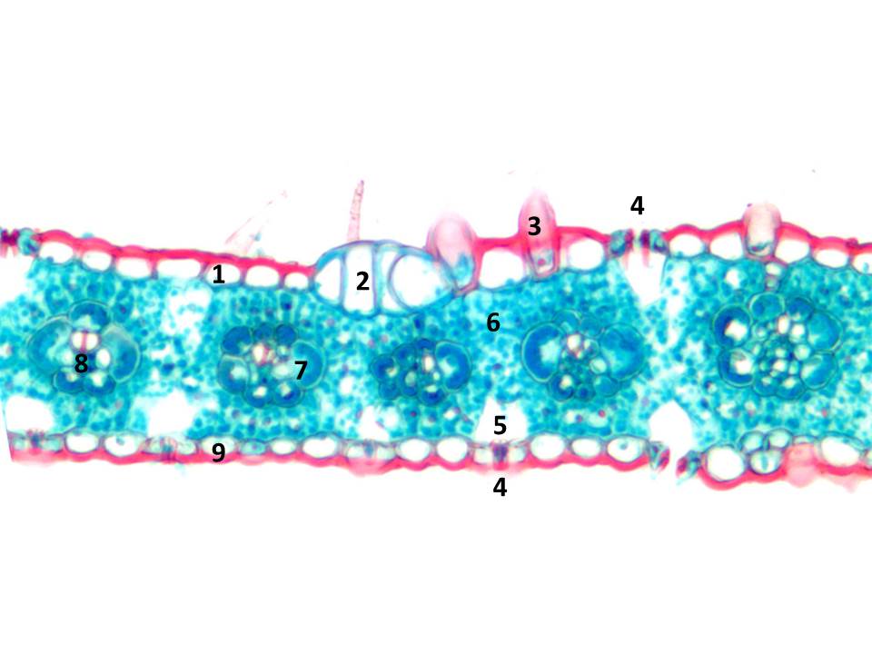 Tverrsnitt blad (Zea mays)