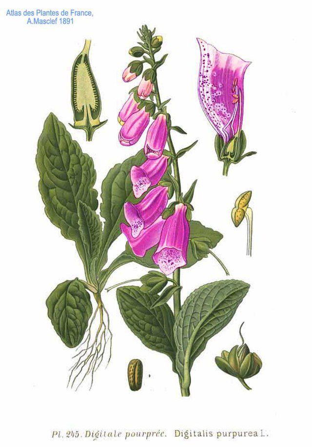 Revebjelle (Digitalis purpurea L.)  fra Amédée Masclef (1858 -1916) Atlas des plantes de France (1891). Wikimedia Commos.