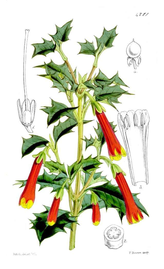 Desfontainia spinosa illustrert av  William Jackson Hooker (1785-1865). Wikimedia Commons