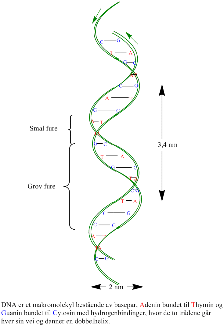 DNA-dobbelheliks