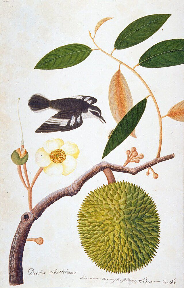 Durian (Durio zibethinus) . Wikimedia Commons