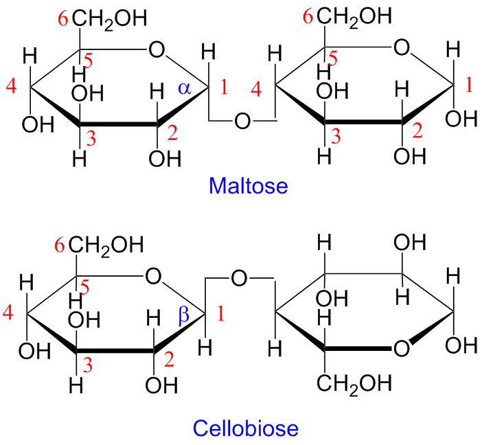 Maltose og cellobiose