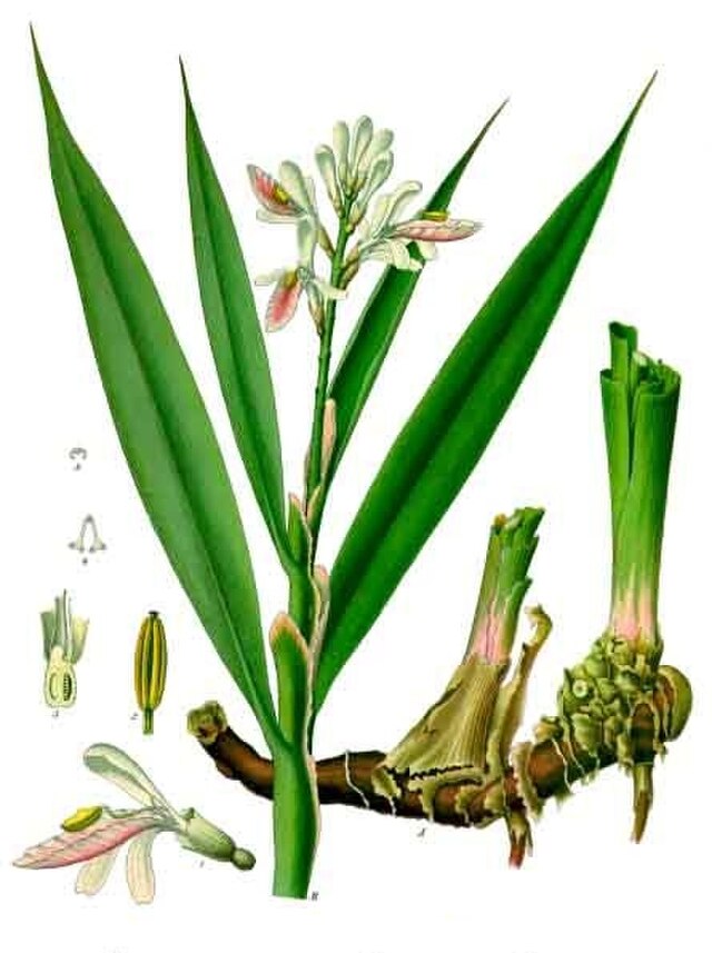 Alpinia officinarum (sgalanga) fra Köhlers Medizinal-Pflanzen. Wikimedia Cmmens.