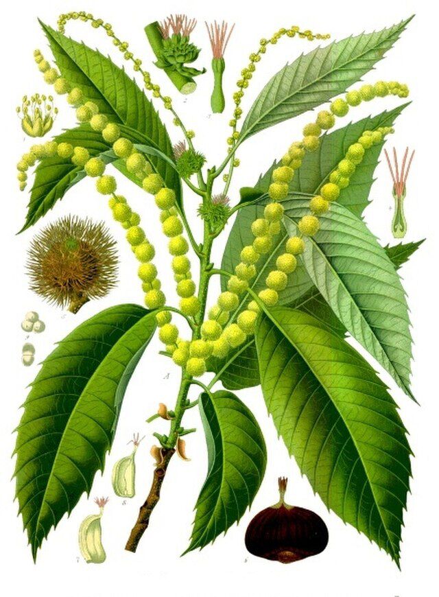 Castanea sativa (edelkastansje) fra Köhlers Medizinal-Pflanzen. Wikimedia Commons.