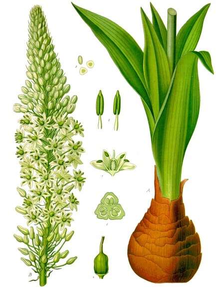 Strandløk (Drimia maritima) fra Köhlers Medizinal-Pflanzen. Wikimedia Commons
