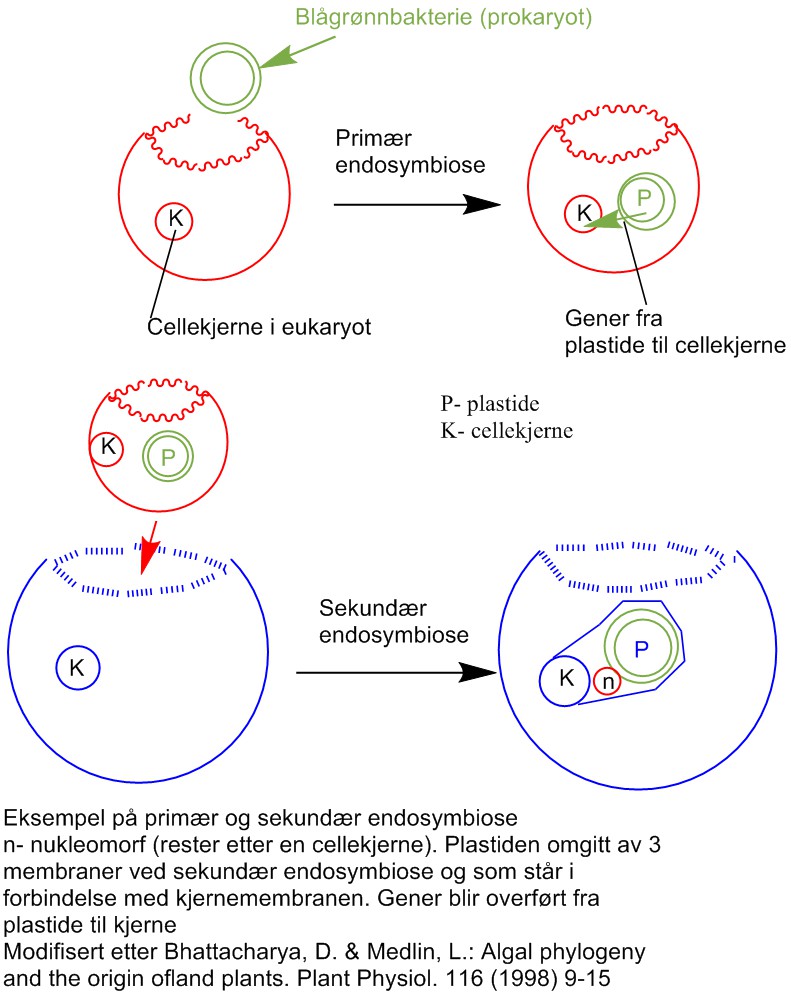 Primær og sekundær endosymbiose