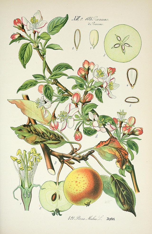 Malus (eple) av den tyske botanikeren og illustratøren Otto Wilhelm Thomé (1840–1925) fra Flora von Deutschland, Österreich und der Schweiz. Wikimedia Commens.