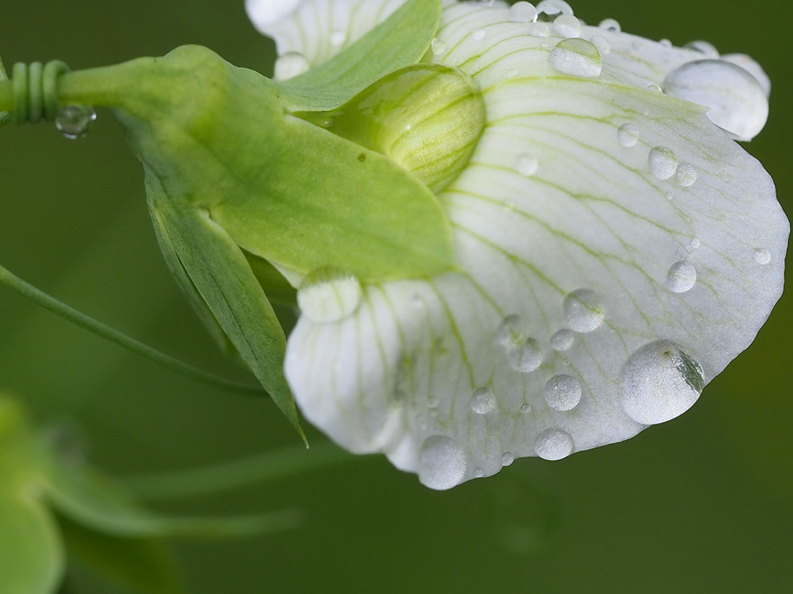 Erteblblomst