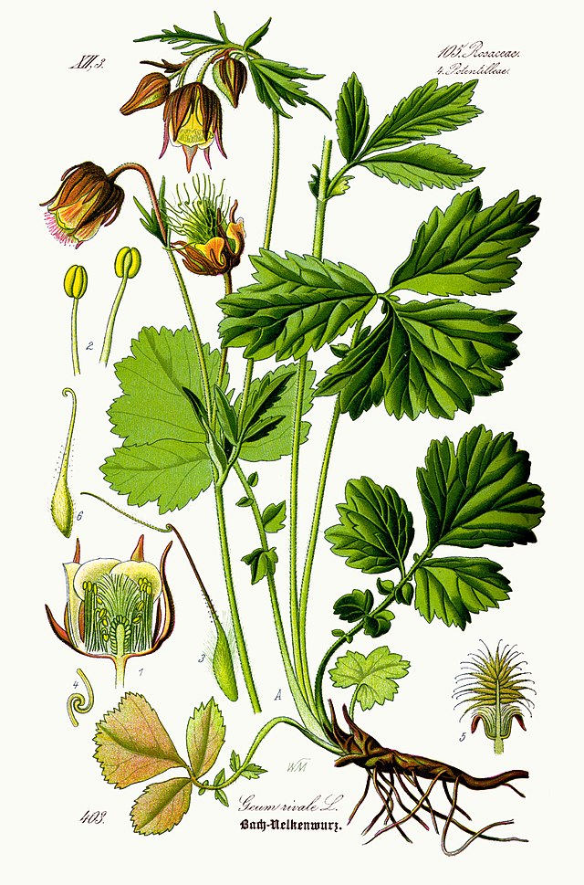 Geum rivale (enghumleblom), illustrert av den tyske botanikeren   Walther Otto Müller (1833 – 11887). Wikimedia Commens.