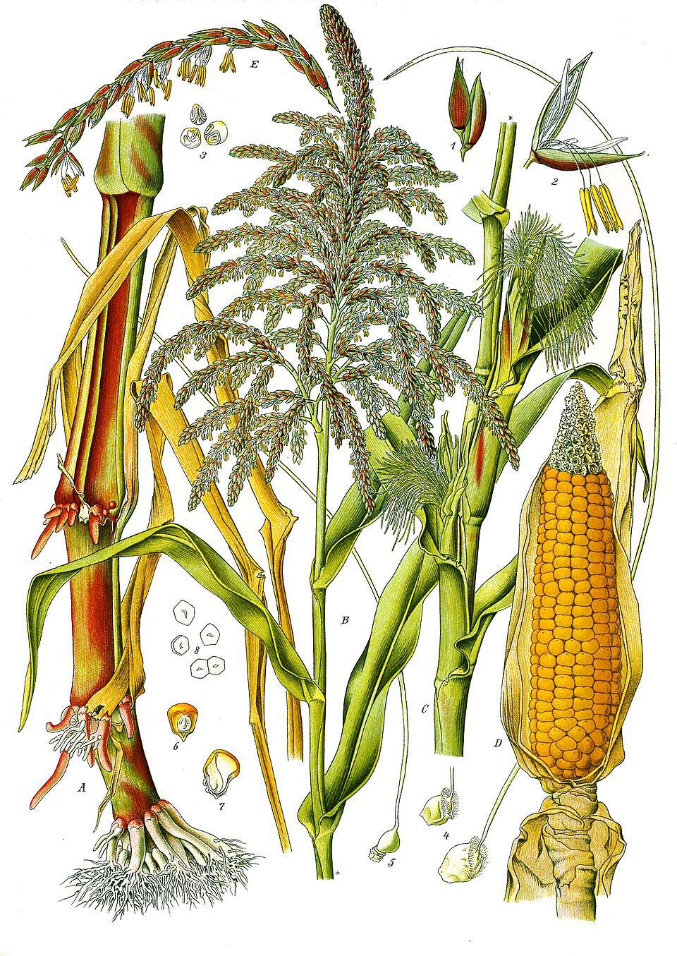 Mais (Zea mays) fra Köhlers Medizinal-Pflanzen. Wikimedia commons.