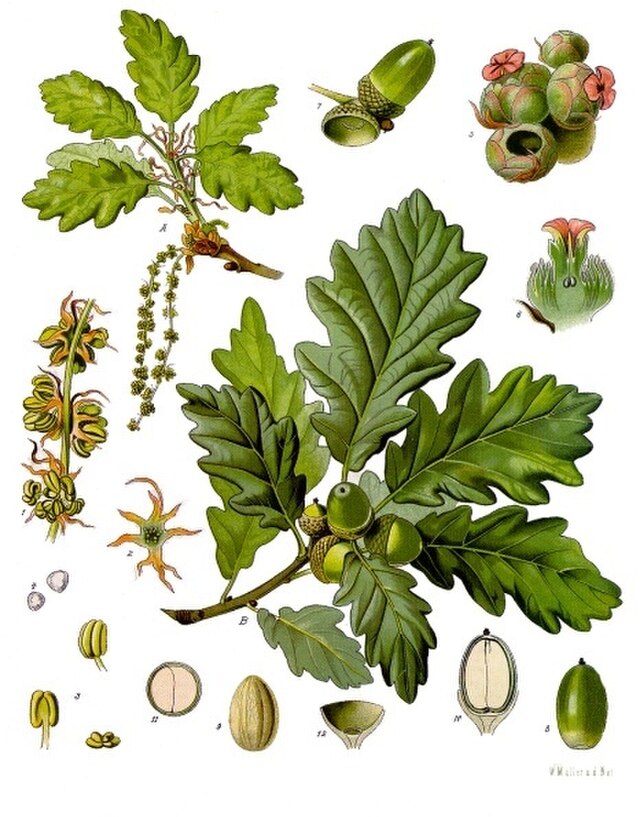 Quercus petraea (vintereik) fra Köhlers Medizinal-Pflanzen. Wikimedia Commens