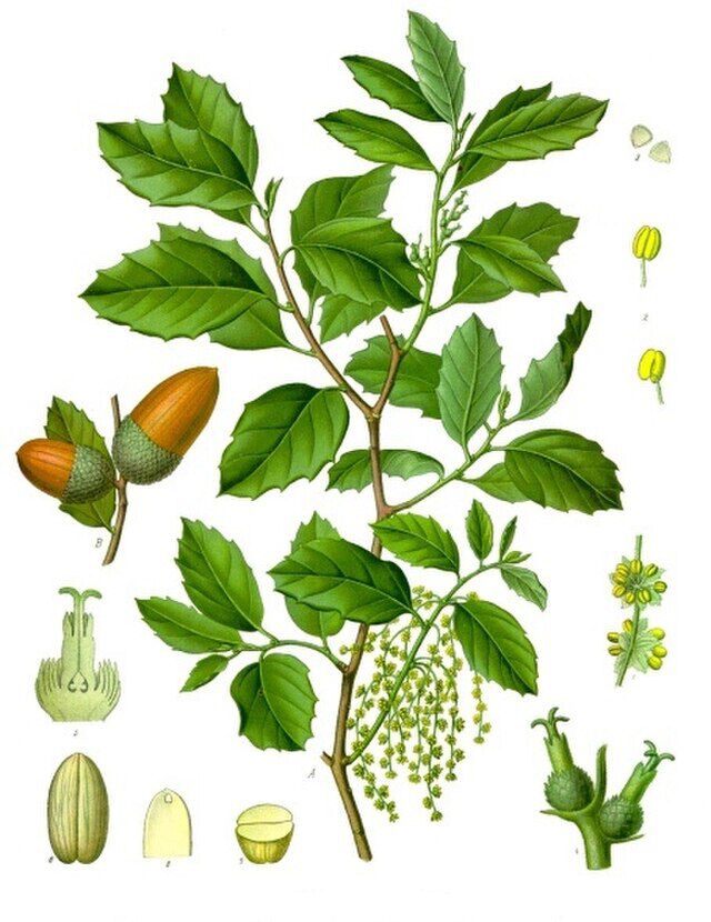 Quercus suber (korkeik) fra Köhlers Medizinal-Pflanzen. Wikimedia Commons
