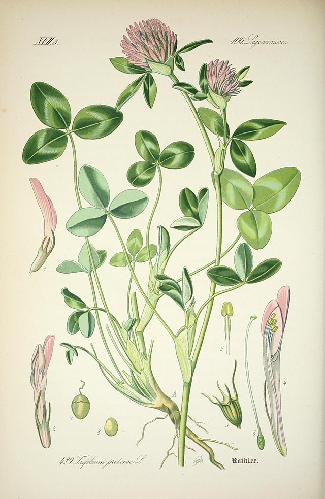 Trifolium pratense (rødkløver) av den tyske botanikeren og illustratøren Otto Wilhelm Thomé (1840–1925) fra Flora von Deutschland, Österreich und der Schweiz. Wikimedia Commens.