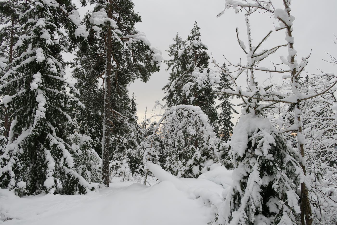 Snøtyngde