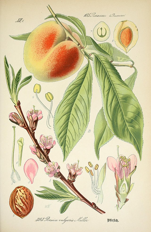 Prunus persica (fersken) syn. Persica vulgaris. av den tyske botanikeren og illustratøren Otto Wilhelm Thomé (1840–1925) fra Flora von Deutschland, Österreich und der Schweiz. Wikimedia Commens.