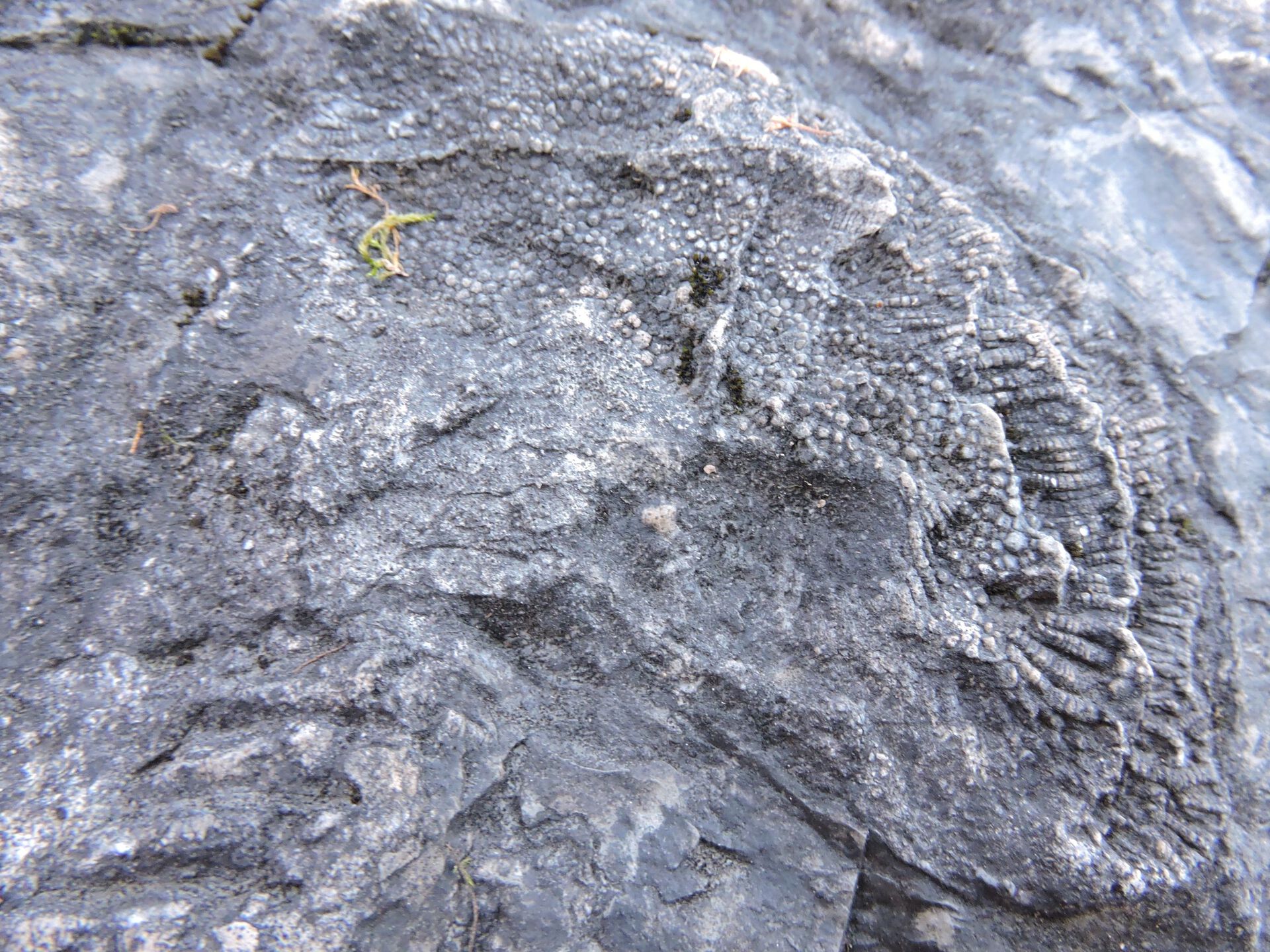 Fossil