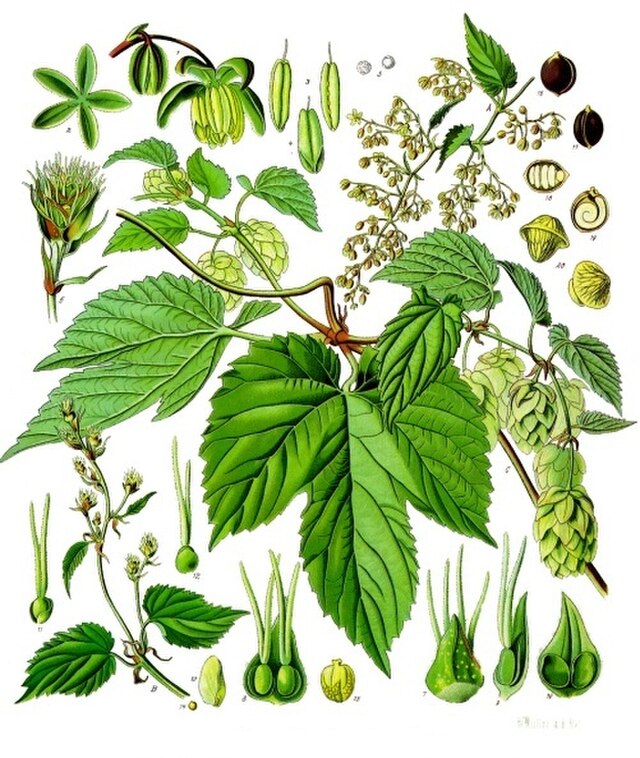 Humulus lupulus  (humle) fra Köhlers Medizinal-Pflanzen. Wikimedia Commens