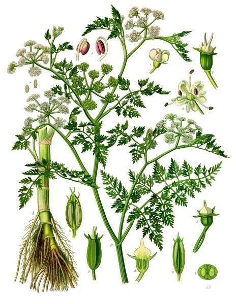 Hestekjørvel (Oenanthe aquatica) er en giftig vannplante i skjermplantefamilien. Fra Köhlers Medizinal-Pflanzen. Wikimedia Commons.