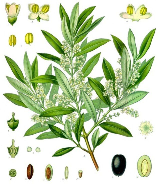 Olea europaea (oliventre) fra Köhlers Medizinal-Pflanzen. Wikimedia Commons