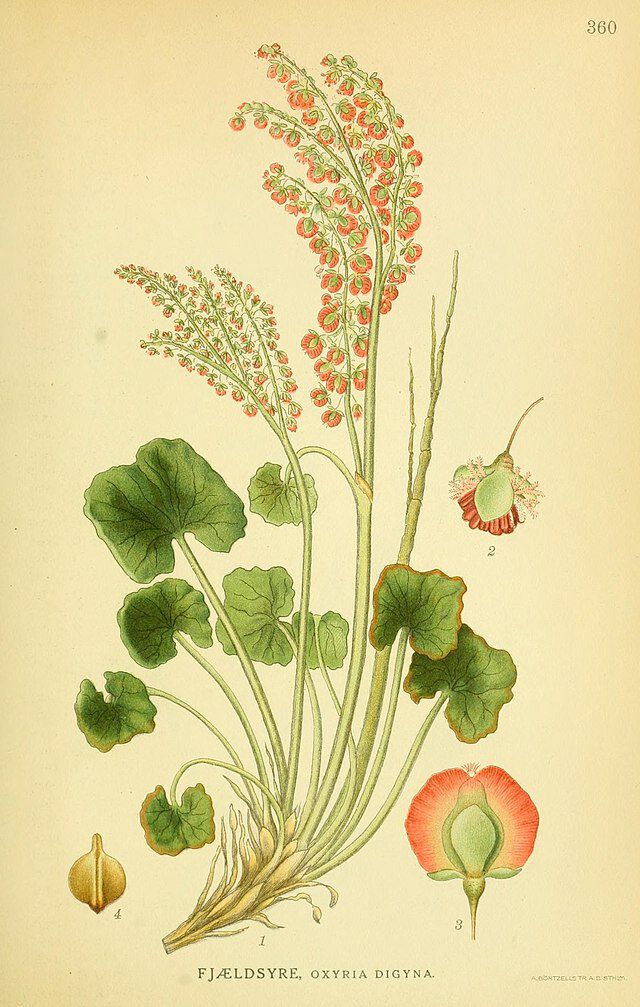Fjellsyre (Oxyria digyna) fra Carl Axel Magnus Lindman (1856 1928) Bilder ur Nordens Flora. Wikimedia Commons