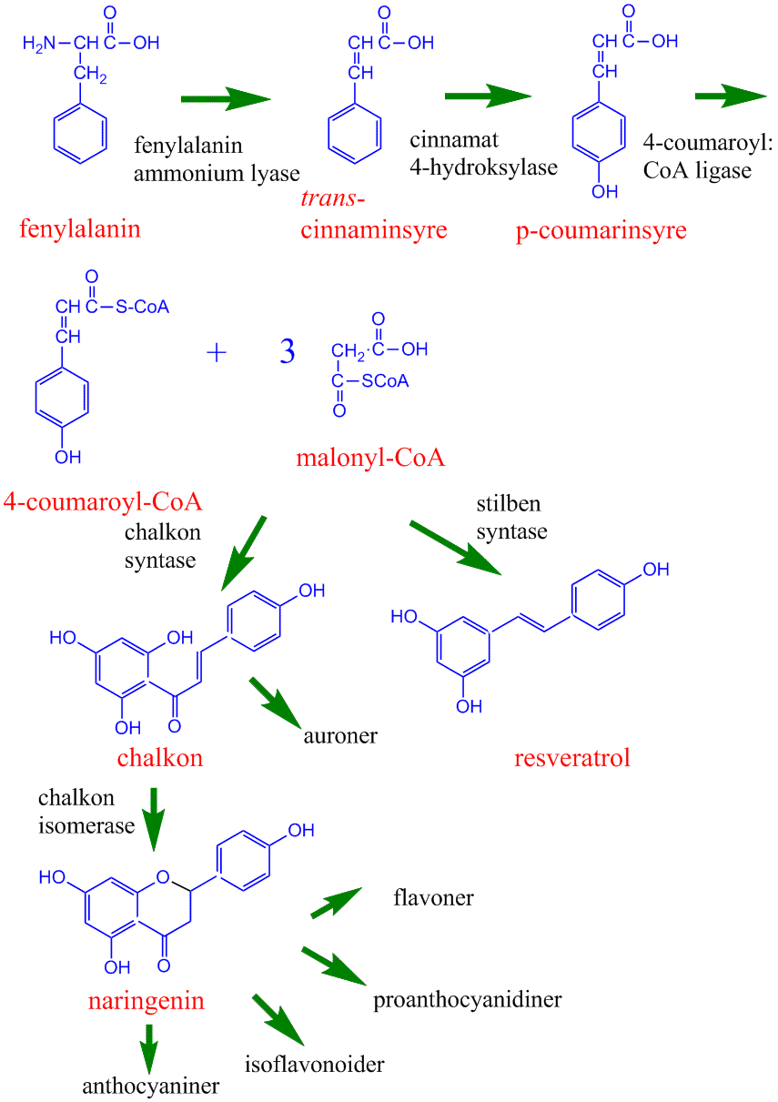 Biosyntese isoflavonoider