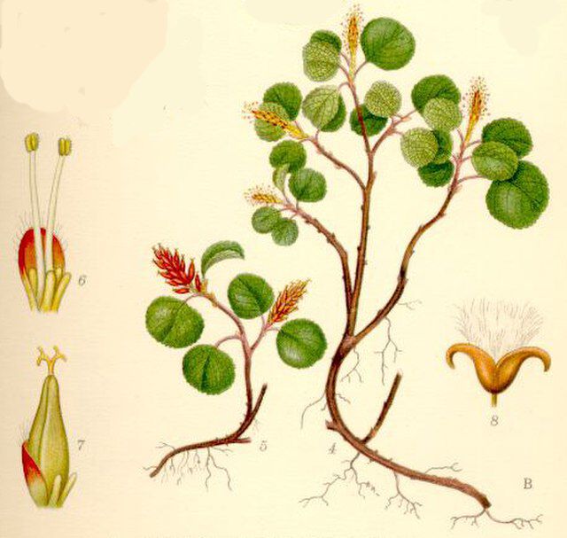 Musøre (Salix herbacea) fra Carl Axel Magnus Lindman (1856 1928) Bilder ur Nordens Flora. Wikimedia Commons