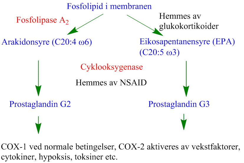 Biosyntese av prostaglandinger 