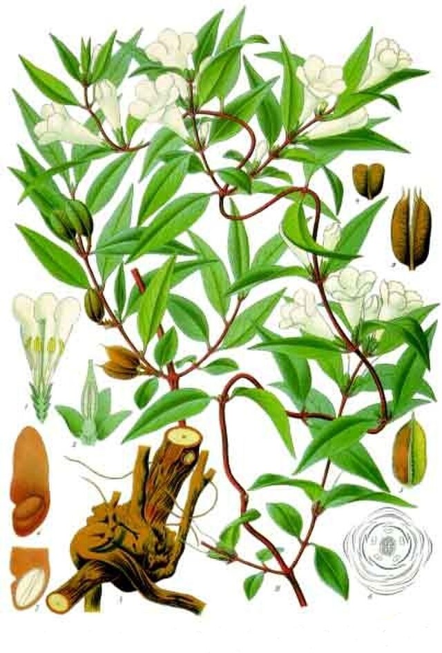 Gelsemium sempervirens fra Köhlers Medizinal-Pflanzen. 
