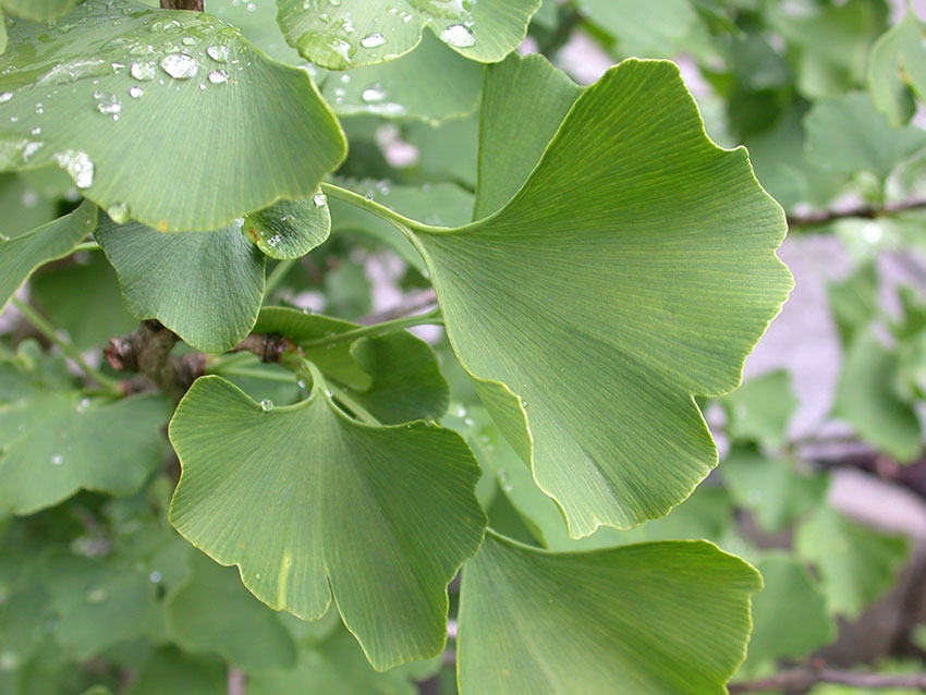Blad Ginkgo biloba
