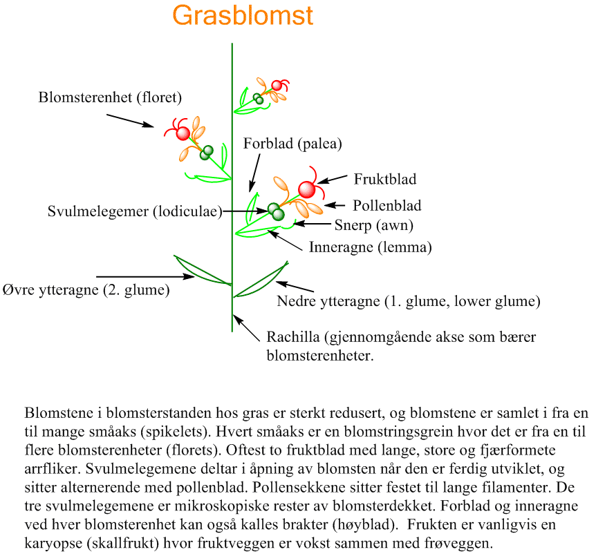 Grasblomst