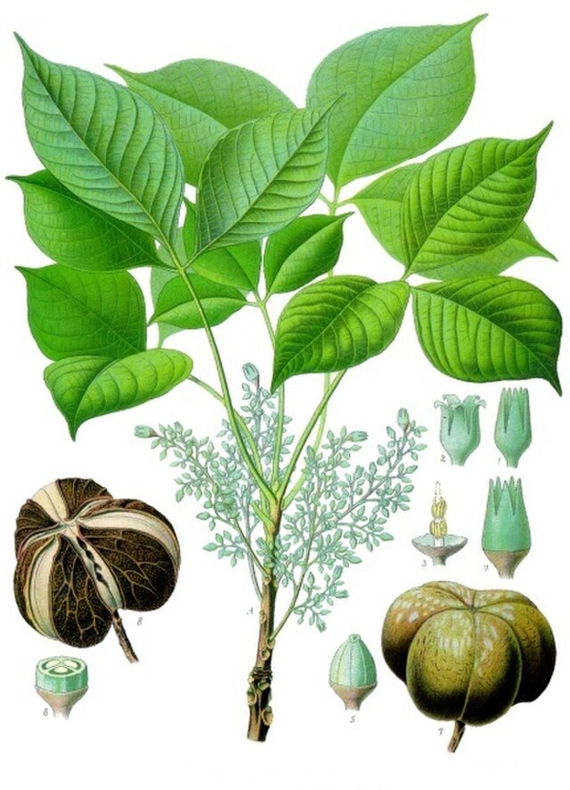Hevea brasiliensis (paragummitre) fra Köhler–s Medizinal-Pflanzen. Wikimedia Commens.