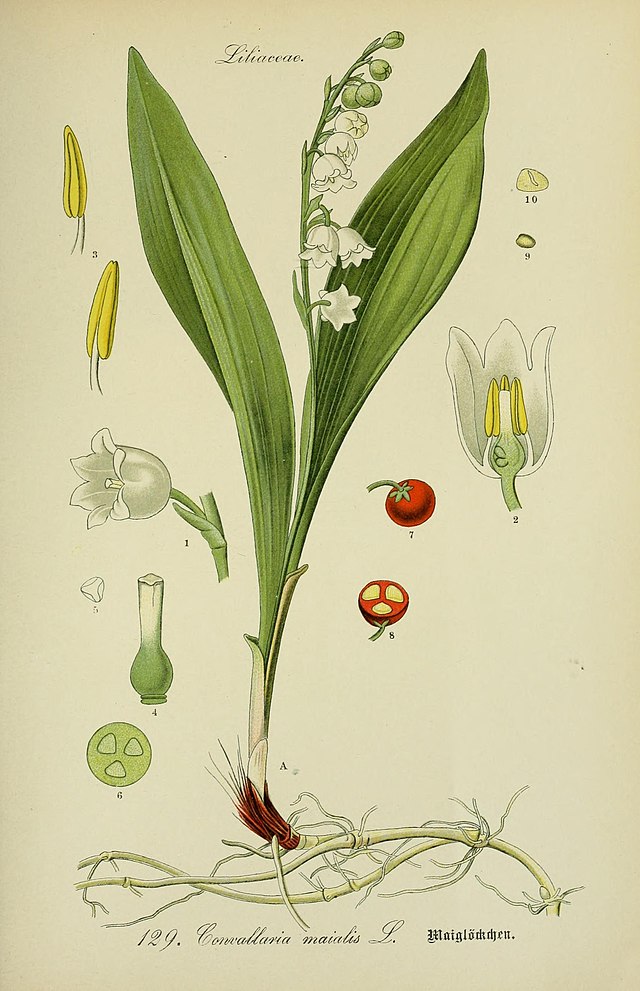 Convallaria majalis (liljekonvall) av den tyske botanikeren og illustratøren Otto Wilhelm Thomé (1840–1925) fra Flora von Deutschland, Österreich und der Schweiz. Wikimedia Commens.