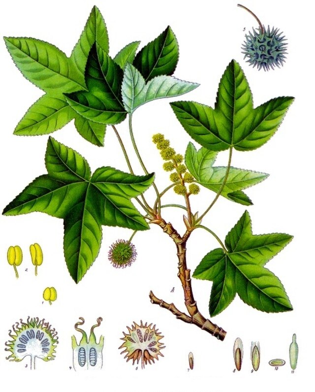 Liquidambar orientalis (ambratre) fra Köhlers Medizinal-Pflanzen. Wikimedia Commens.