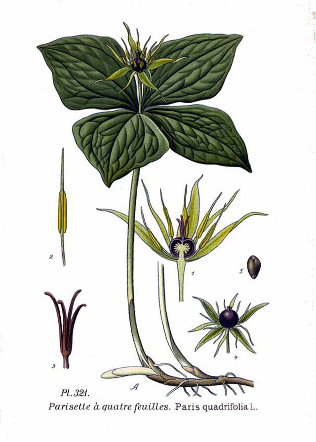 Paris quadrifolia (firblad) fra den franske boanikeren Amédée Masclef (1858 -1916)  og Atlas des plantes de France ( 1891-1893).Wikimedia Commens. 