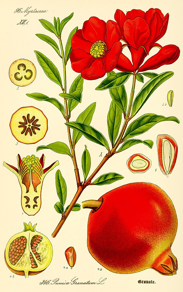 Punica granatum av den tyske botanikeren og illustratøren Otto Wilhelm Thomé (1840–1925). Wikimedia Commens.