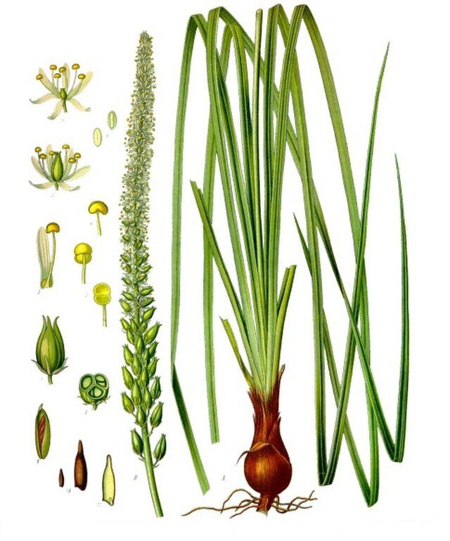 Schoenocaulon officinale (sabadilla) fra Köhlers Medizinal-Pflanzen. Wikimedia Commens.