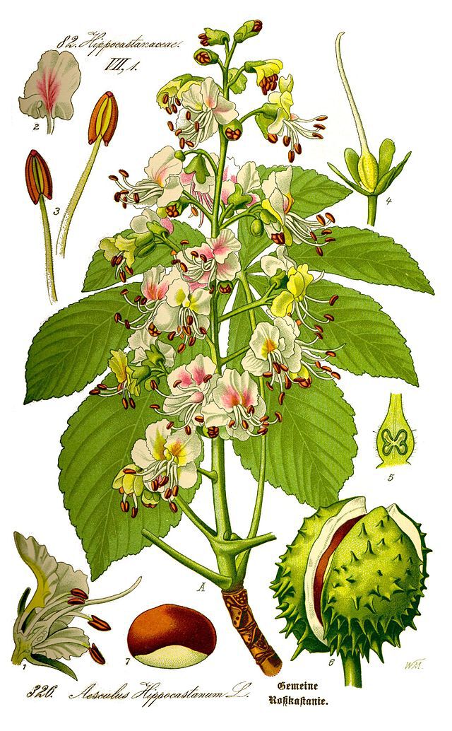 Hestekastansje (Aesculus hippocastanum). Wikimedia Commons.