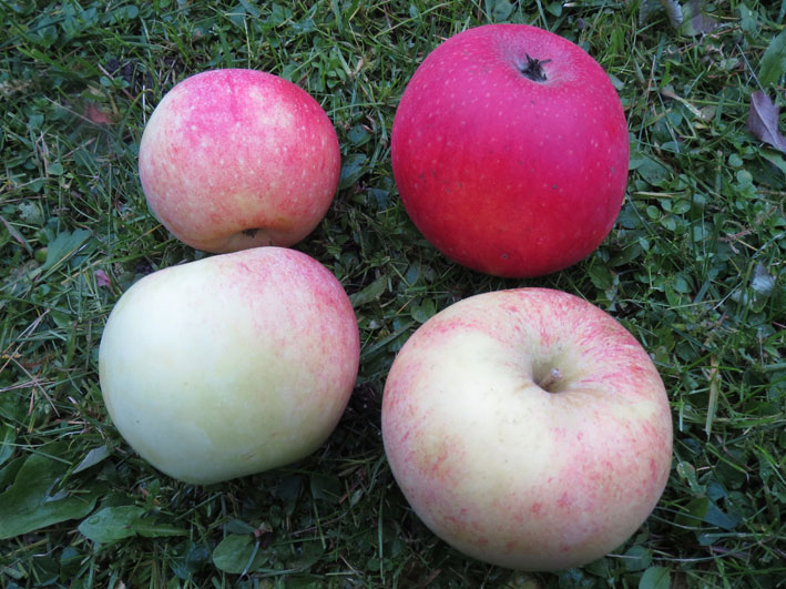 Aroma-epler med anthocyaniner