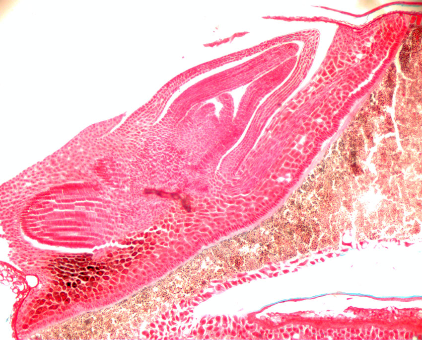 Hvetekorn farget mikroskopisnitt viser embryo