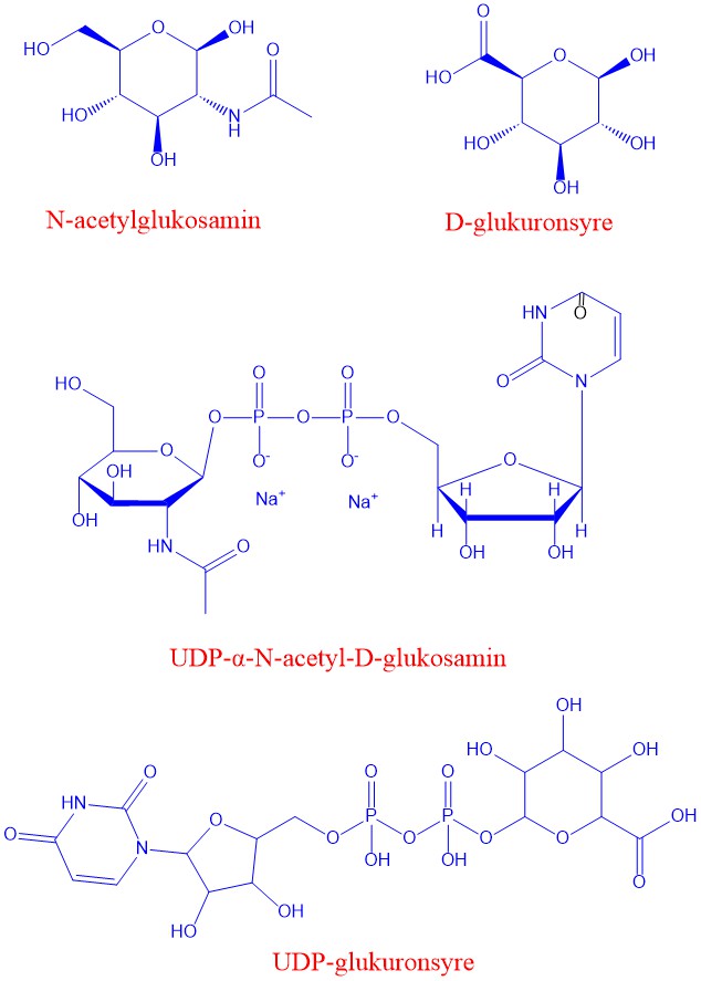 Hyaluronsyre byggesteiner