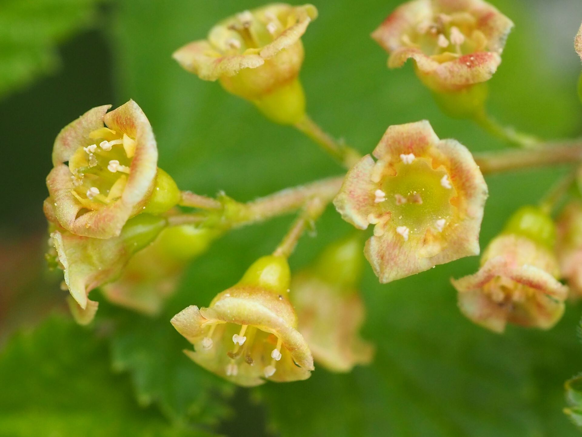 Ripsblomst