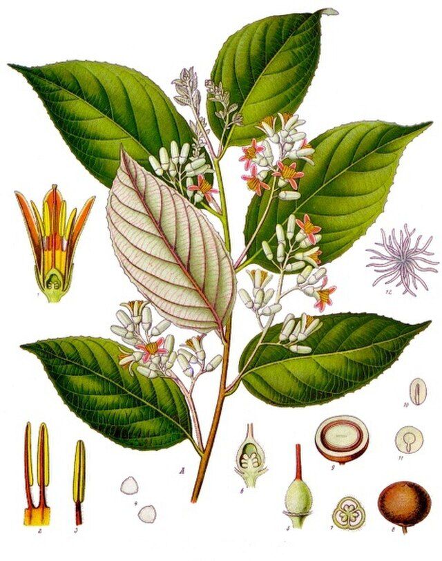 Styrax benzoin fra Köhlers Medizinal-Pflanzen. Wikimedia Commons