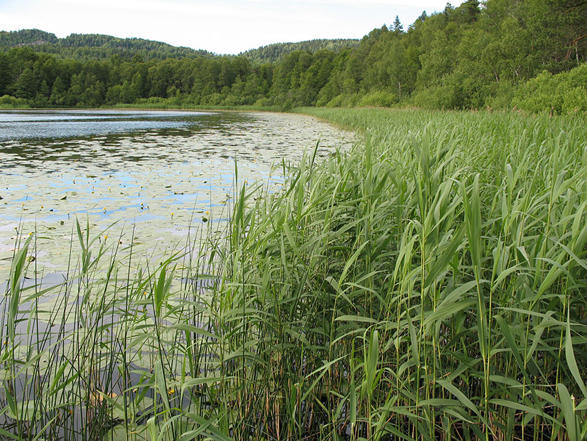 Dælivann i Bærum