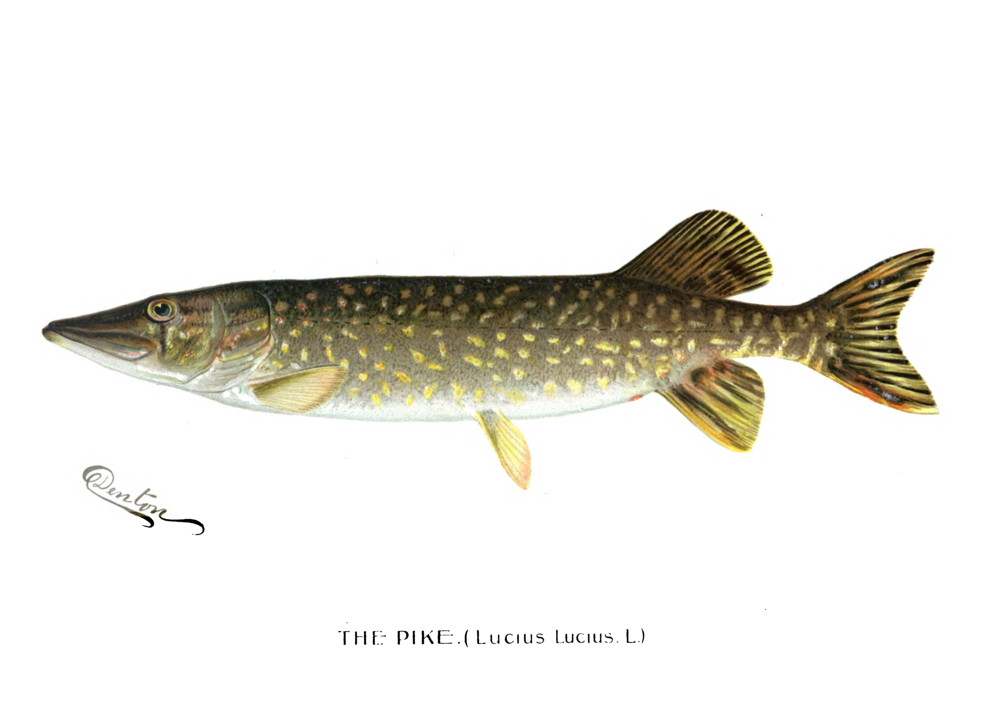 Gjedde (Esox lucius)  illustrert av amerikanske  Sherman Foote Denton (1856 -1937). Wikimedia commons. 