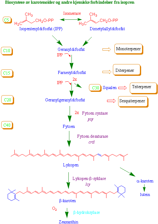 Biosyntese av stoffer fra isopren