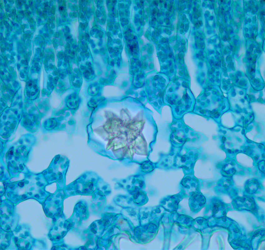 Nerium oleander idioblast