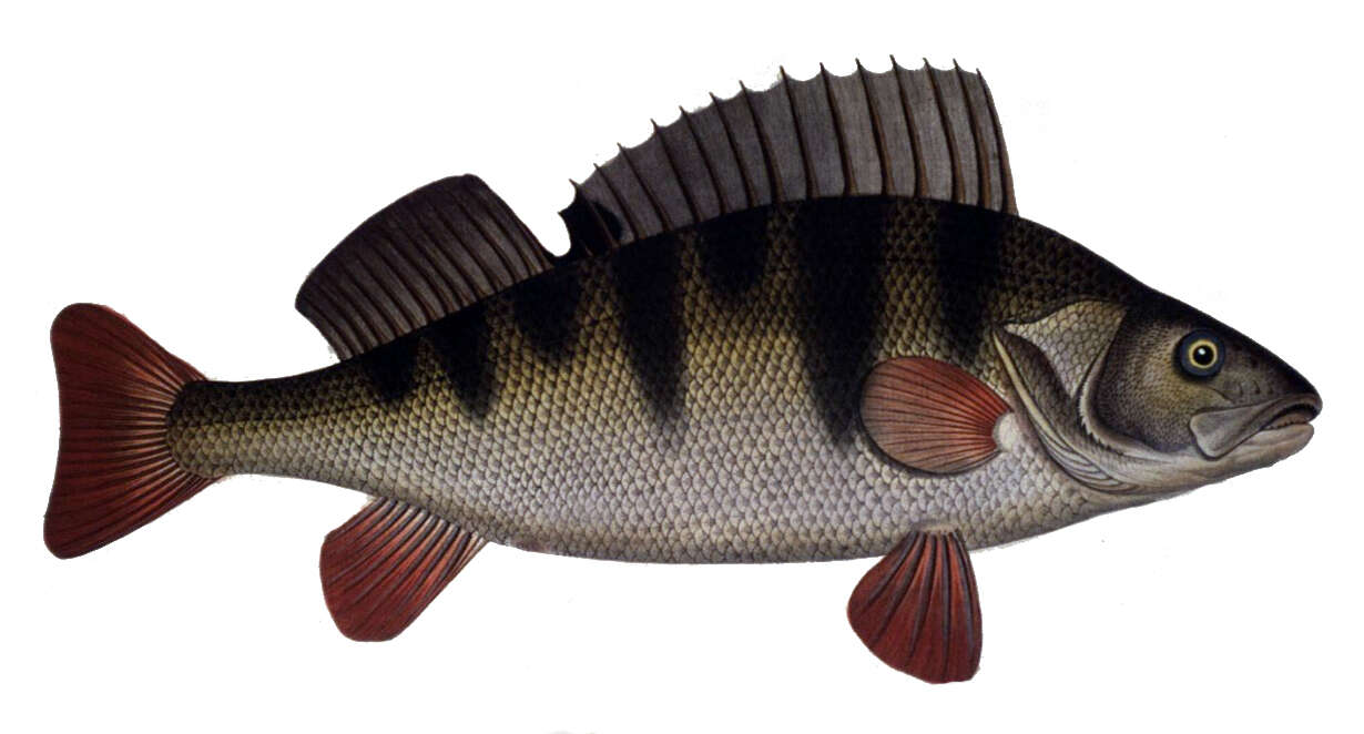 Abbor (Perca fluviatilis) fra Ichtyologie, ou, Histoire naturelle, générale et particulière des poissons. Wikimedia Commons.