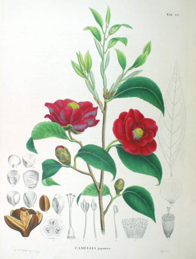 Camellia japonica (kamelia) fra Flora Japonica (1835) av den tyske legen botanikeren Philipp Franz von Siebold (1796-1866) og den tyske botanikeren Joseph Gerhard Zuccarini (1797-1848). Wikimedia Commons.